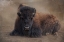 Picture of BISON AT REST