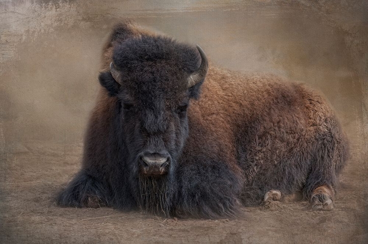 Picture of BISON AT REST