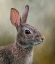 Picture of ALL EARS