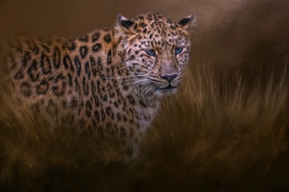 Picture of SPOTTED HUNTER