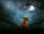 Picture of LIGHT ON THE KINGDOM