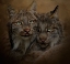 Picture of SOUL MATES