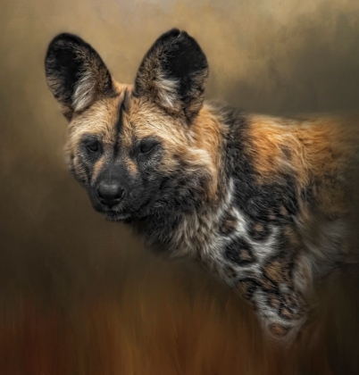 Picture of WILD DOG