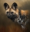 Picture of WILD DOG