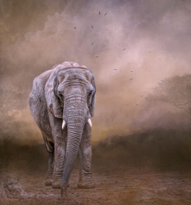 Picture of THE ELDERLY MATRIARCH