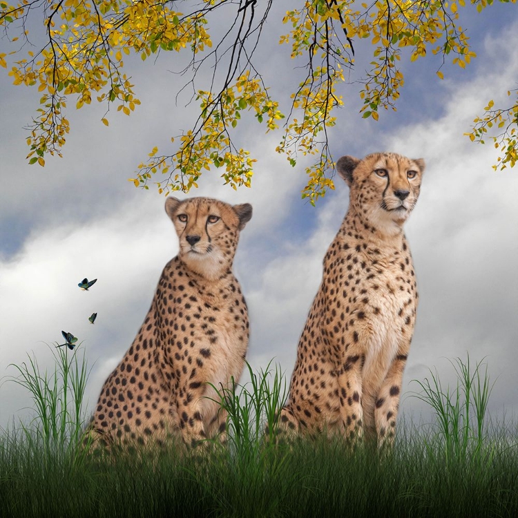 Picture of CHEETAH DREAMS