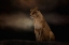Picture of EVENING SENTINEL