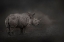 Picture of RHINO LAND