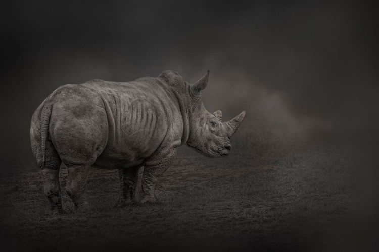 Picture of RHINO LAND