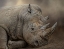 Picture of RESTING GIANT