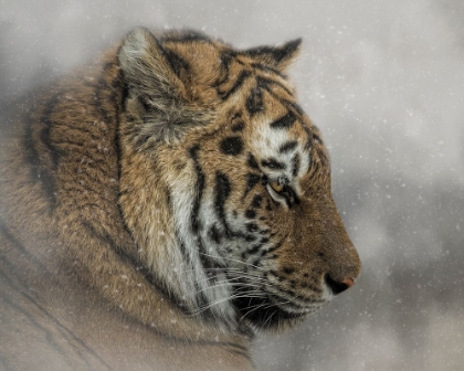 Picture of SNOW TIGER
