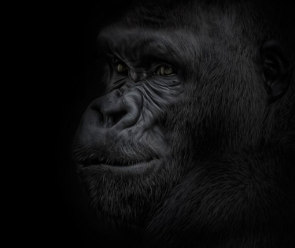 Picture of GREAT APE
