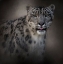 Picture of HIMALAYAN QUEEN