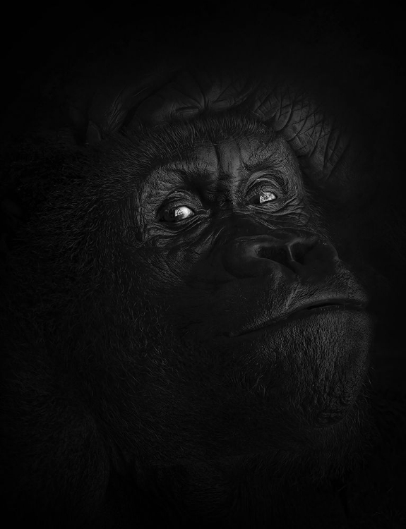 Picture of PEACEFUL GIANT