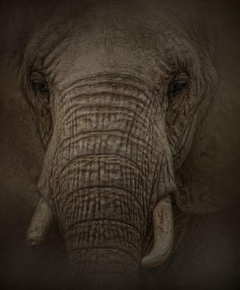 Picture of ELEPHANT DREAMS
