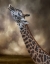 Picture of STRETCH