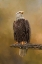 Picture of PEACE SEEKER