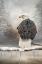 Picture of WINTER SURVIVOR