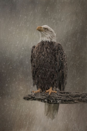 Picture of EYE ON THE STORM