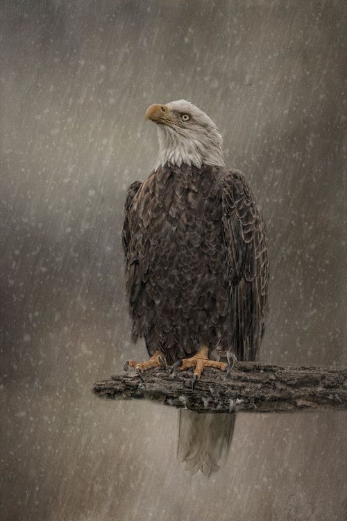 Picture of EYE ON THE STORM