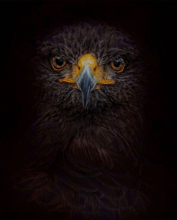 Picture of SEARCHING FOR DARKNESS