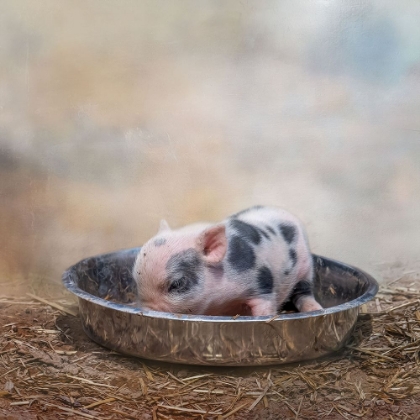 Picture of THIS LITTLE PIGGY