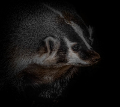Picture of SIR BADGER