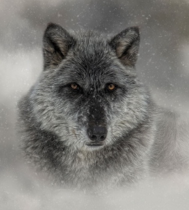 Picture of WINTER WOLF