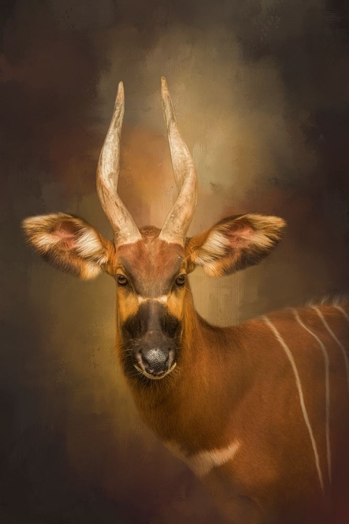 Picture of THE WILD STAR