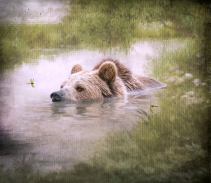 Picture of BEARLY SWIMMING