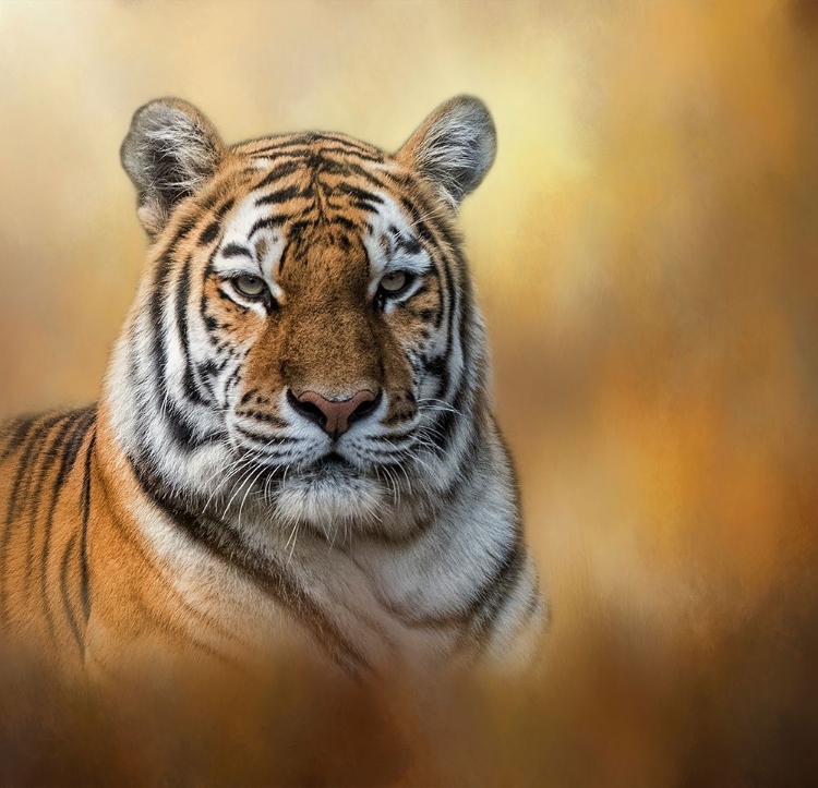 Picture of TIGER QUEEN