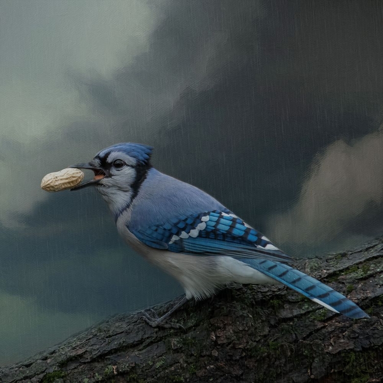 Picture of RAINY DAY SNACK