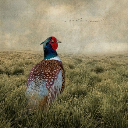 Picture of HAVE A VERY PHEASANT DAY
