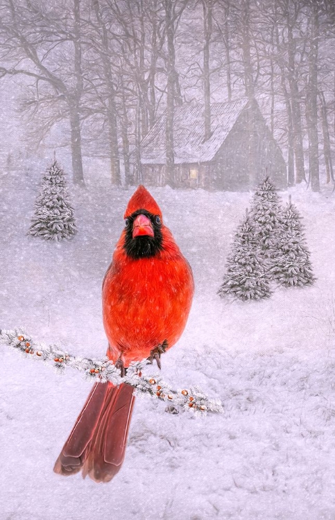 Picture of CARDINAL PEACE