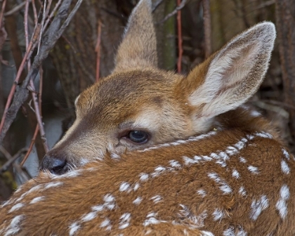 Picture of MULE DEER FAWN