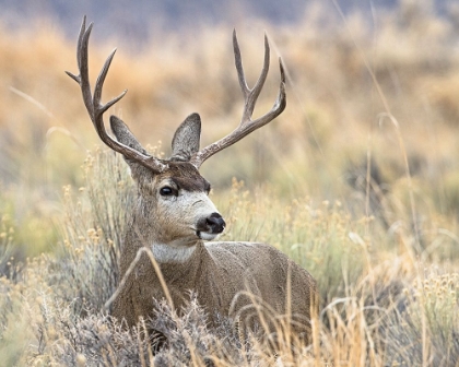 Picture of MULE DEER BUCK