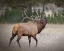 Picture of BULL ELK