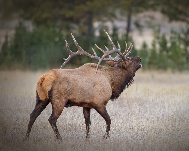 Picture of BULL ELK