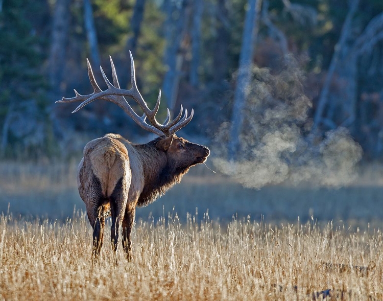 Picture of BULL ELK