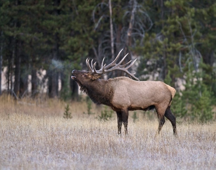 Picture of BULL ELK BUGLING