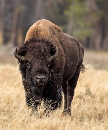 Picture of BULL BISON