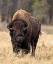 Picture of BULL BISON