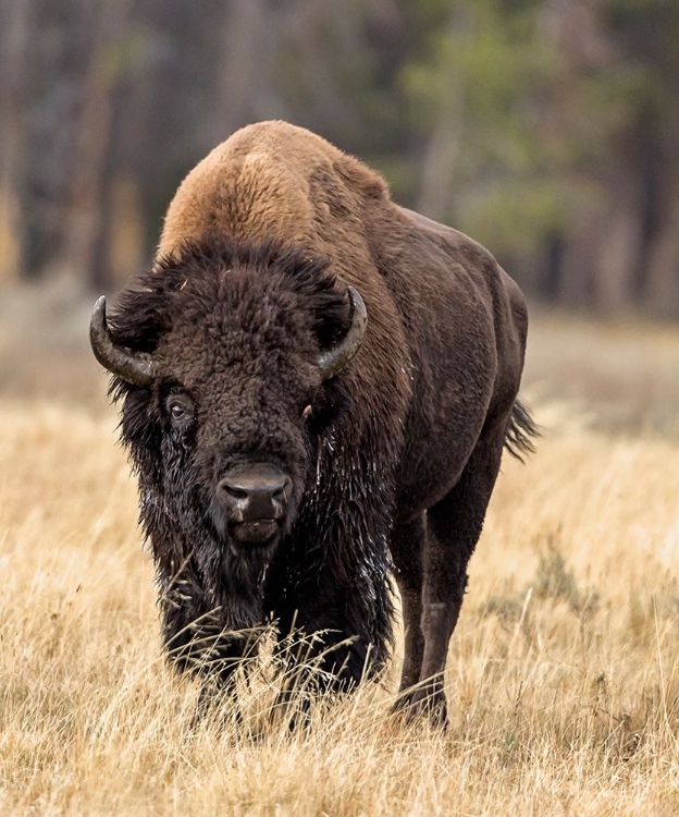 Picture of BULL BISON