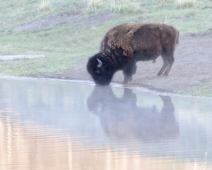 Picture of BISON