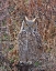 Picture of GREAT HORNED OWL