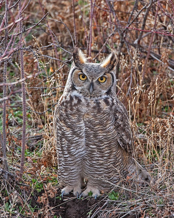 Picture of GREAT HORNED OWL
