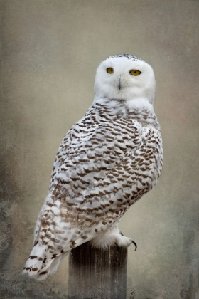 Picture of SNOWY OWL