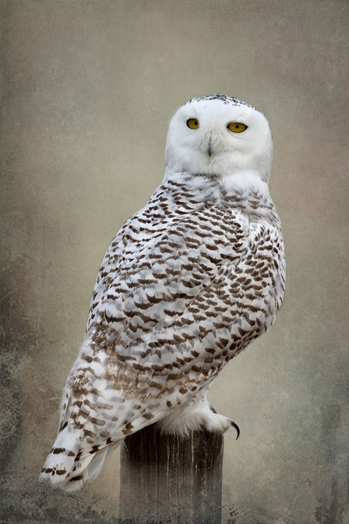 Picture of SNOWY OWL