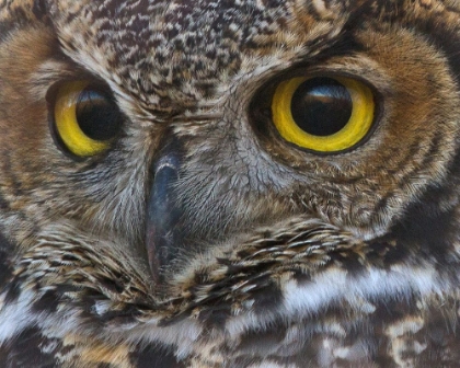 Picture of OWL EYES