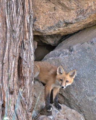 Picture of RED FOX KIT